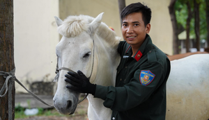 Chiến mã diễu hành dịp 30/4 được chăm sóc đặc biệt ra sao?