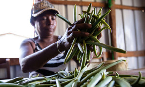 Liên hợp quốc kêu gọi Mỹ miễn thuế cho các quốc gia nghèo