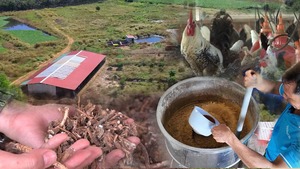 Nông nghiệp Net Zero: Lợi ích bất ngờ từ mô hình gà ăn thảo mộc