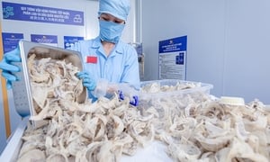 Thêm 4 mặt hàng nông sản Việt Nam được xuất chính ngạch sang Trung Quốc