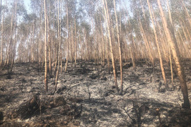 Hiện trường tan hoang sau vụ cháy 30ha rừng ở Tam Đảo, Vĩnh Phúc