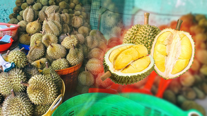 Sầu riêng giảm mạnh, chỉ còn 40.000 đồng/kg: Nông dân đứng ngồi không yên