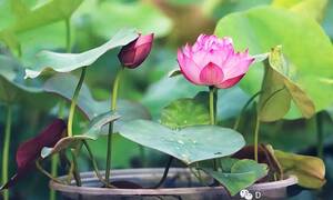 Cách trồng sen từ hạt hoặc củ, mùa hè hoa bung nở rực rỡ