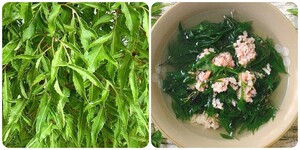 Các bài thuốc chữa bệnh thường gặp từ cây đinh lăng