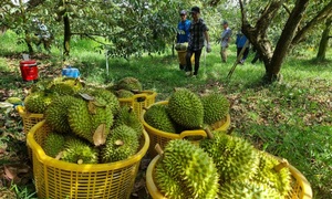 Chuyên gia nêu nguyên nhân giá sầu riêng lao dốc