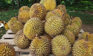 Cách phân biệt sầu riêng chín cây và sầu riêng nhúng thuốc
