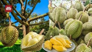 Giá sầu riêng chỉ còn 30.000 đồng/kg: Nông dân 'khóc ròng', ai cứu thị trường?