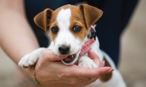 Bé gái 5 tuổi bị chó nhà tấn công