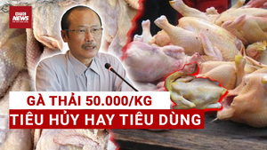 Sự thật rùng mình: Gà thải làm thức ăn chăn nuôi thành gà xào sả ớt ở quán cơm bình dân