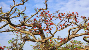 Check-in cây hoa gạo trăm tuổi ở nơi phát tích bài thơ thần 'Nam quốc sơn hà'