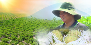 Nông nghiệp Net Zero: Nông dân vượt nắng thắng hạn ở Tây Ninh