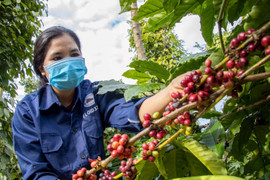 Giá cà phê hôm nay 1/5: Thế giới tăng, trong nước ổn định