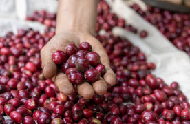 Giá cà phê hôm nay 2/5: Trong nước tăng nhẹ trở lại