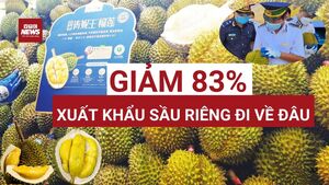 Sầu riêng Việt giảm 83% xuất khẩu sang Trung Quốc: Cú sốc khó tin