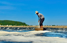Diêm dân 'đội nắng' cào muối trên cánh đồng hơn 200 năm tuổi