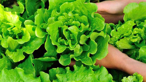 Những loại rau mùa hè dễ nhiễm ký sinh trùng