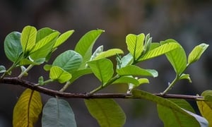 Lá ổi chữa bệnh gì?