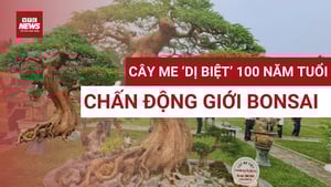 Cây me 100 tuổi độc nhất vô nhị gây sốt tại Festival cây cảnh VNUA 2025