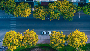Phượng vàng khoe sắc, đẹp mơ màng giữa phố biển Quy Nhơn
