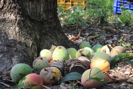 Giá xoài Úc giảm còn 1.000 - 5.000 đồng/kg, nông dân Khánh Hoà để rụng đầy vườn