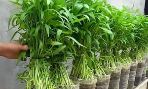 Những loại rau trồng một lần ăn quanh năm