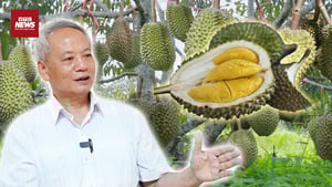 Cảnh báo vỡ quy hoạch sầu riêng: Nguy cơ tái diễn 'được mùa, mất giá'