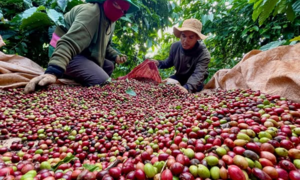 Xuất khẩu cà phê có thể vượt mốc 6 tỷ USD