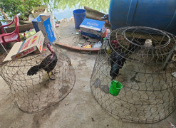 Triệt phá sới gà núp bóng trại nuôi gà ở Đà Nẵng