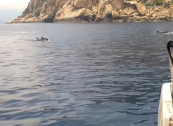 Đàn cá heo gần 100 con 'nhảy múa' trên vịnh Nha Trang