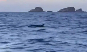 Đàn cá heo trăm con xuất hiện ở vùng biển Quy Nhơn