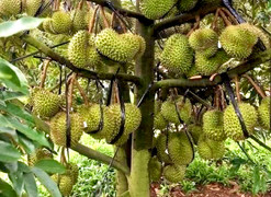 Phó Thủ tướng chỉ đạo xử lý thông tin 'chất vàng O' trong sầu riêng