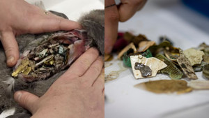 Phát hiện kinh hãi: 778 mảnh nhựa trong dạ dày chú chim trên đảo hoang sơ nhất