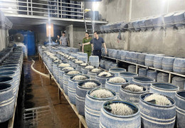 Triệt phá 2 cơ sở sản xuất, bán gần 350 tấn giá đỗ ngâm hóa chất ra thị trường