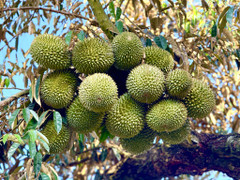 Liên minh châu Âu sắp cử đoàn thanh tra sầu riêng Việt Nam