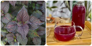 Nước tía tô chanh có tác dụng gì?