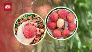 Quả vải to như quả trứng, giá 200.000 đồng/kg vẫn không đủ hàng để bán