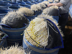 Khởi tố 3 bị can liên quan vụ 3.500 tấn giá đỗ ngâm hóa chất độc hại