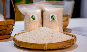 Cách nhận biết gạo ST25 thật