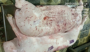 Vụ C.P. Việt Nam bị tố bán thịt heo bẩn: Xác định người đóng dấu kiểm dịch sai