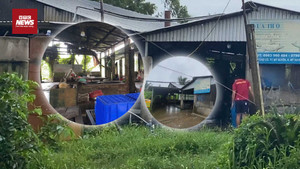 Sự thật bên trong lò giết mổ gia công cho C.P. Việt Nam