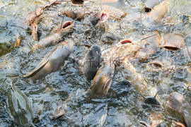 Phóng sinh hơn 12 tấn cá dữ gây thảm họa, người phụ nữ phải hầu tòa