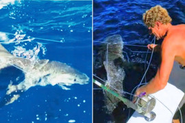 Ông Trump ân xá cho 2 thợ lặn giải cứu 19 con cá mập