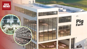 Heo được nuôi trong ‘chung cư mini’ sắp có ở Việt Nam?