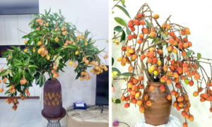 Trend cành vải cắm bình khiến những người mê cắm hoa 'phát sốt'