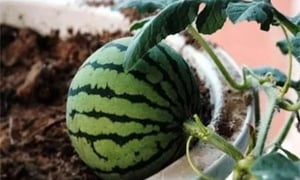 Cách trồng dưa hấu ở ban công cho quả to, ngọt lịm