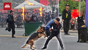 Cảnh khuyển trổ tài tiêu diệt mục tiêu khủng bố, tìm ma túy trong nháy mắt