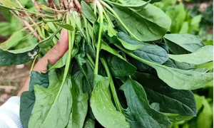 Cách chế biến loại rau quý giúp sáng mắt, bổ gan, tăng cường miễn dịch