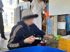 Một cơ sở ở Phú Yên thu mua tôm hùm chết, bơm tạp chất giữ tươi rồi đem bán