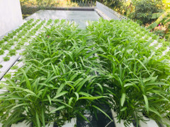 Tháng 6 trồng rau gì ở miền Bắc?