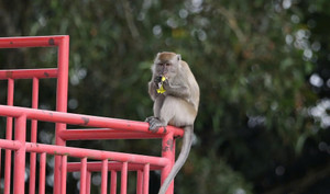 Nhân vật lạ 'do thám' tuyển Việt Nam trước trận gặp Malaysia